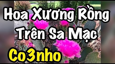 Hoa Xương Rồng Trên Sa Mạc - cuộc sống ở Mỹ - Co3nho 43