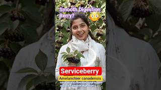 Serviceberry | Amelanchier canadensis | Do you know ? #fruit #trending #conceptclarity  #botanymcq