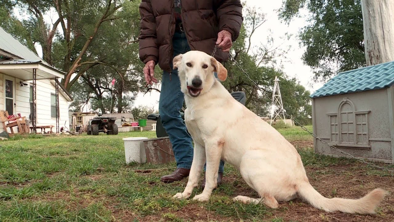 Woman Apparently Shot by Dog While Waiting at Train Crossing Woman Apparently Shot by Dog While Waiting at Train Crossing