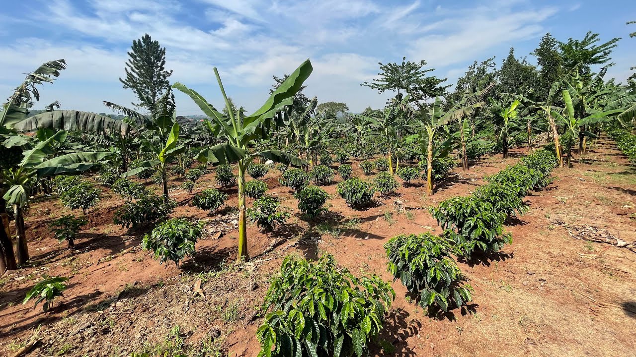 SMART COFFEE FARMING : Growing coffee brazillian style and harvesting millions from a small space