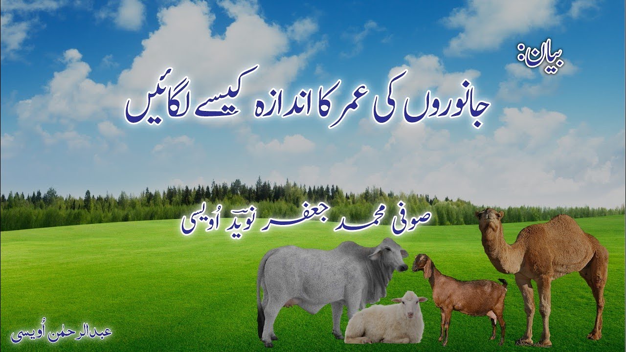 Byan by Dr Muhammad Jaffer naveed owaisi Janwar Ki Umar Ka Andaza Kaise lagana hai 