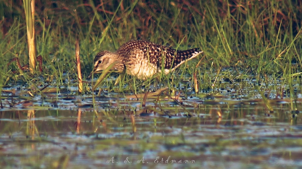 Фифи - WOOD SANDPIPER (Tringa glareola)