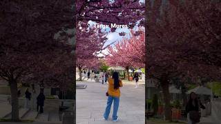 Primăvara în Târgu Mureș #targumures #romania #transylvania #transilvania #mures #romanian  #spring