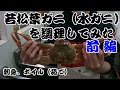 鳥取県産の若松葉ガニ（前編）脱皮間もない松葉ガニです。刺身、茹で、ミソ作って食べてみた