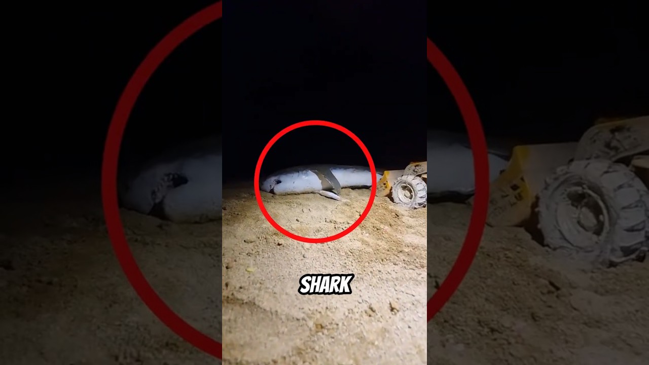 If You See a Dead Shark on the Beach — RUN🏃‍♀️💨😱