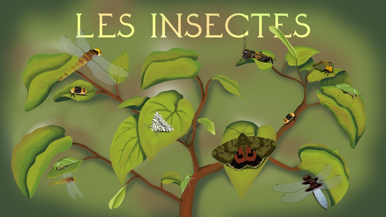 Les Insectes sont-ils les vrais maîtres du monde ?