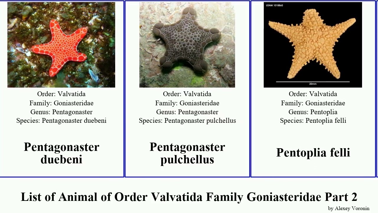 List of Animal of Order Valvatida Family Goniasteridae Part 2 mediaster nectria stellaster elegans