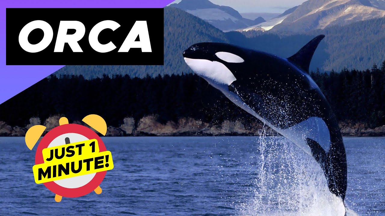 Orca - Just 1 Minute! 🐬 The Killer Whale - YouTube