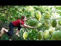 Harvesting soursop  make soursop tea goes to the market sell  l th hoa