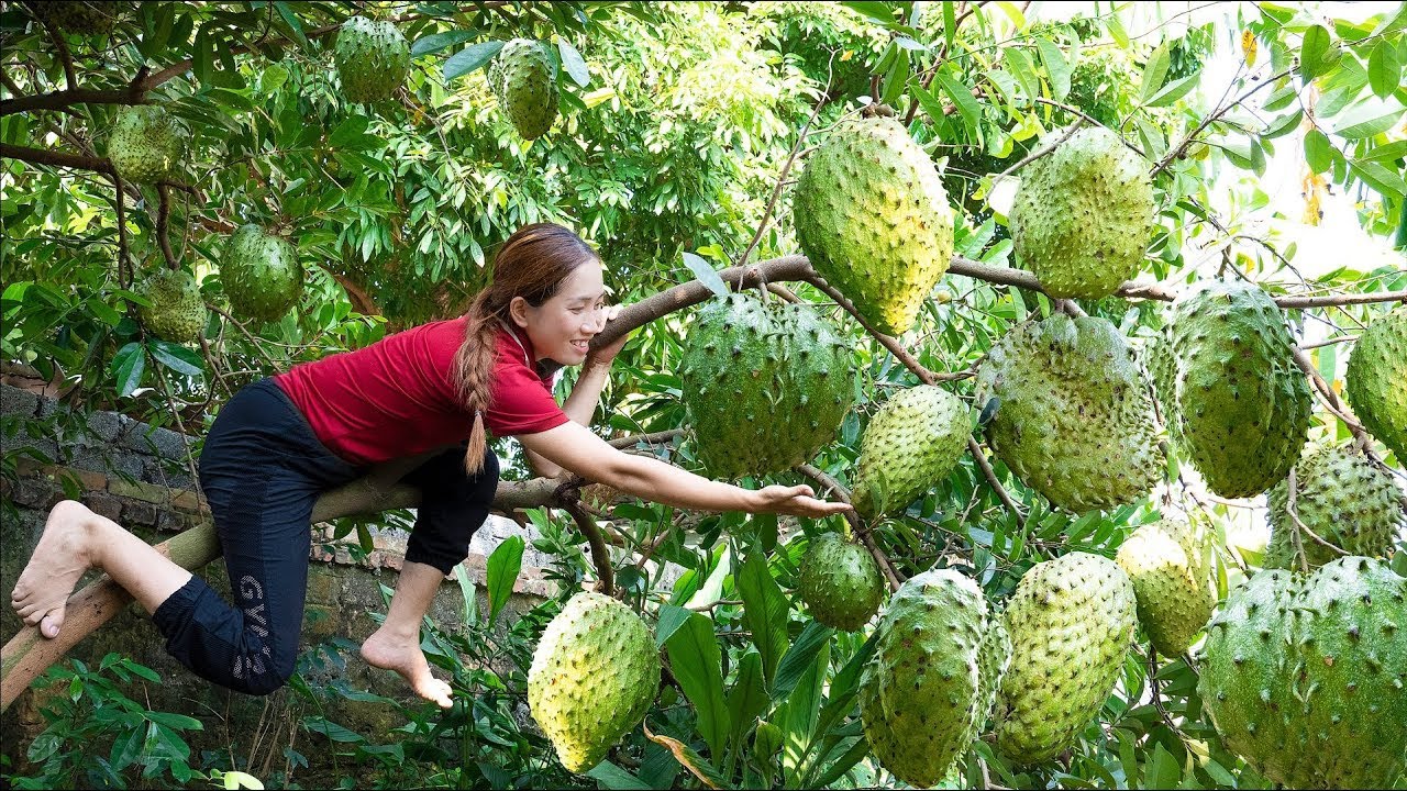 Harvesting Soursop Make Soursop Tea Goes to the market sell Lý Thị