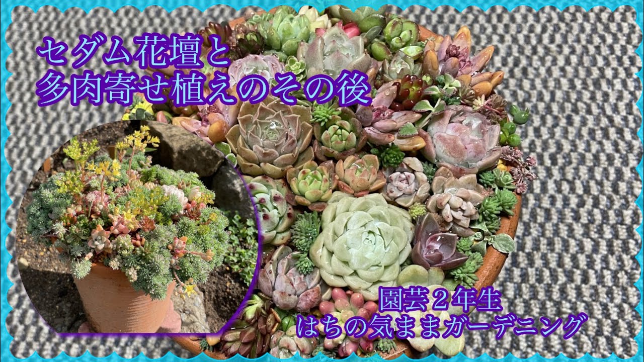 セダム花壇と多肉の寄せ植えのその後 - YouTube