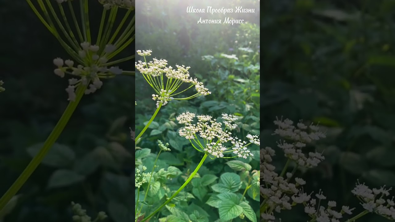 ЭТО ВЫЛЕЧИТ ГРИБОК, КАНДИДУ, ДРОЖЖЕВУЮ ИНФЕКЦИЮ В ПАХУ И НА КОЖЕ