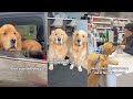 Taking My Dog Shopping For His Birthday Cake