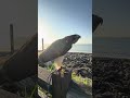 海邊巡航的紅尾鵟,一聲鷹鳴劃破海岸線! #紅尾鵟