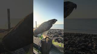 海邊巡航的紅尾鵟,一聲鷹鳴劃破海岸線! #紅尾鵟