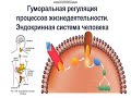 8 класс Понятие о гомеостазе и нервной регуляции функций организма  Цуркан С И