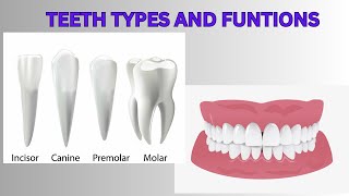 Types of teeth and their functions