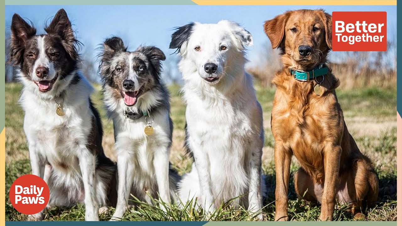 Sara & The Super Collies: Training Dogs as Actors, Performers, & Companions | Daily Paws