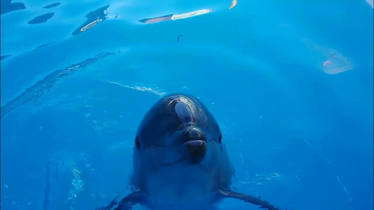 Гагрский дельфинарий. Гагрский дельфинарий дельфины. Дельфинарий Гагра Абхазия. Дельфинарий гагра