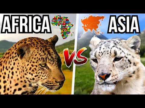 5 Asian Animals VS 5 African Animals - Who Will Win?