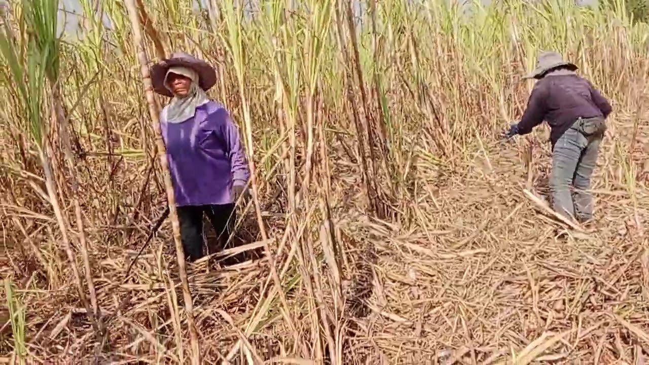 มาดูรถตัดอ้อยกันค่ะ