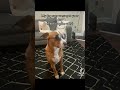 My dog says wassup to your dog #dogs #shortsvideo #shorts