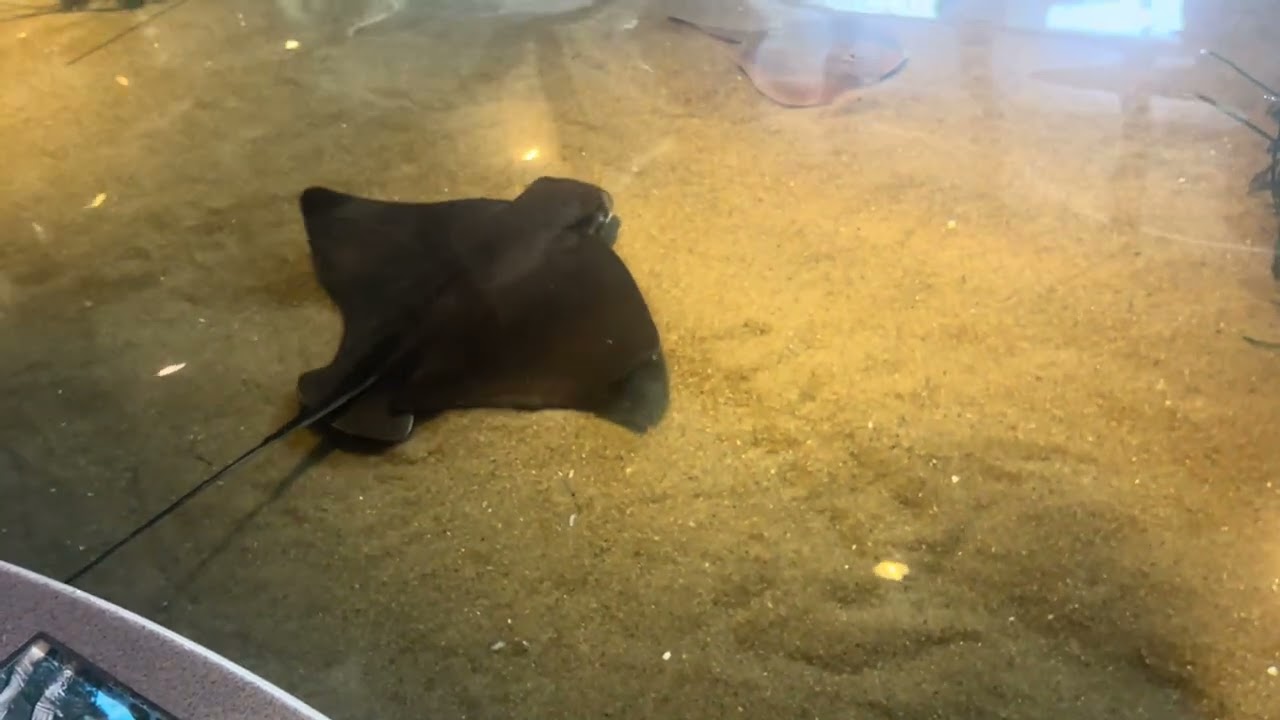 Bat rays