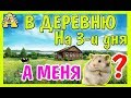 ОСТАВИТЬ ХОМЯКА НА 3 ДНЯ? / ХОМЯК ОДИН ДОМА / ВЗЯТЬ С СОБОЙ? / КУДА ДЕТЬ ХОМЯКА? / Alisa easy