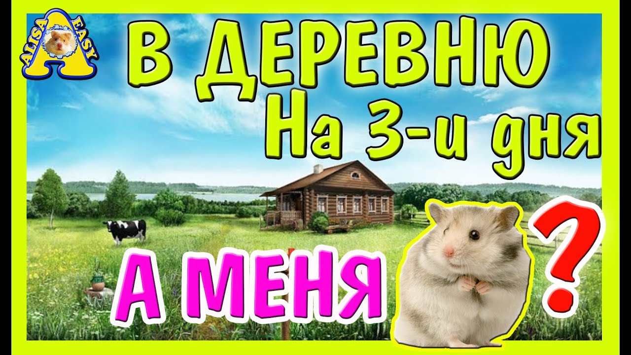 Сколько времени можно оставить хомяка одного дома: рекомендации и советы