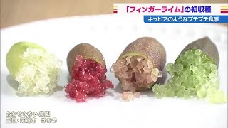 オーストラリア原産の高級フルーツ「フィンガーライム」収穫始まる (21/10/11 07:55)