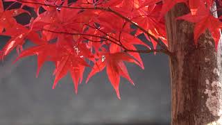 201712坂本 義雄 作 「秋の京都北野天満宮」