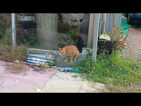 풀로 입가심하는#치즈냥이 Cheese cat rinsing its mouth with grass