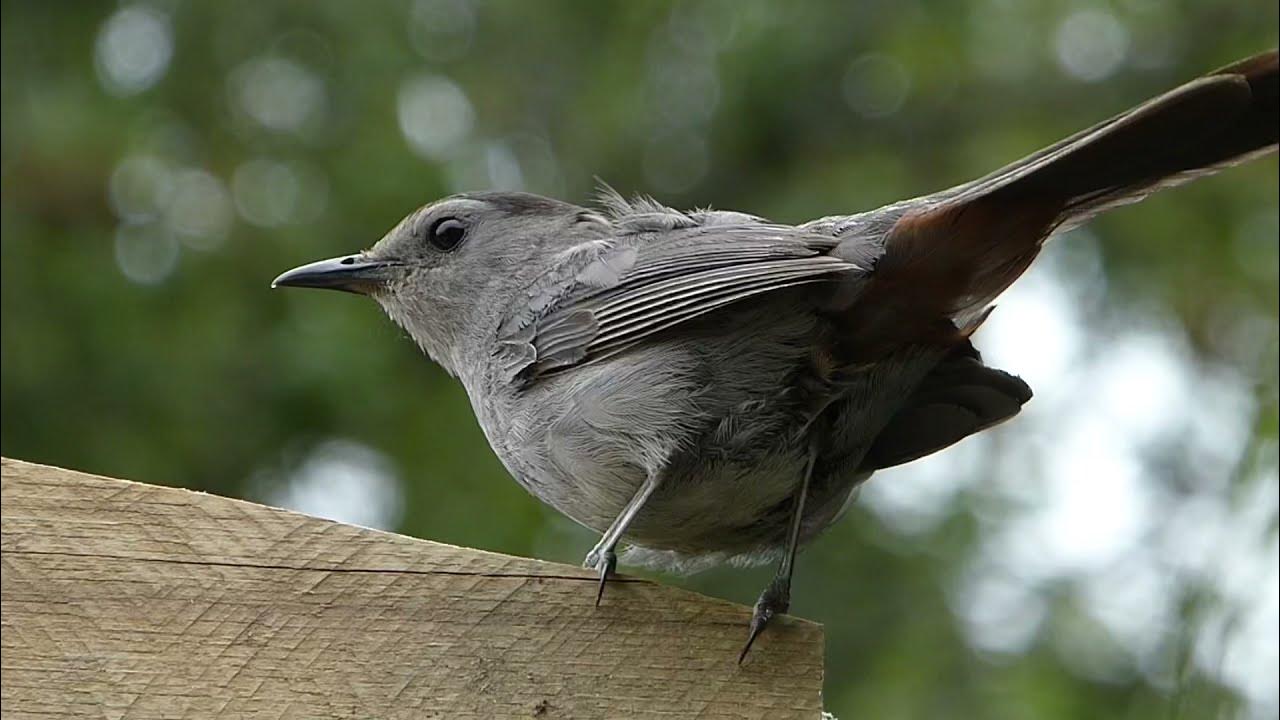 How to attract catbirds basic tips YouTube