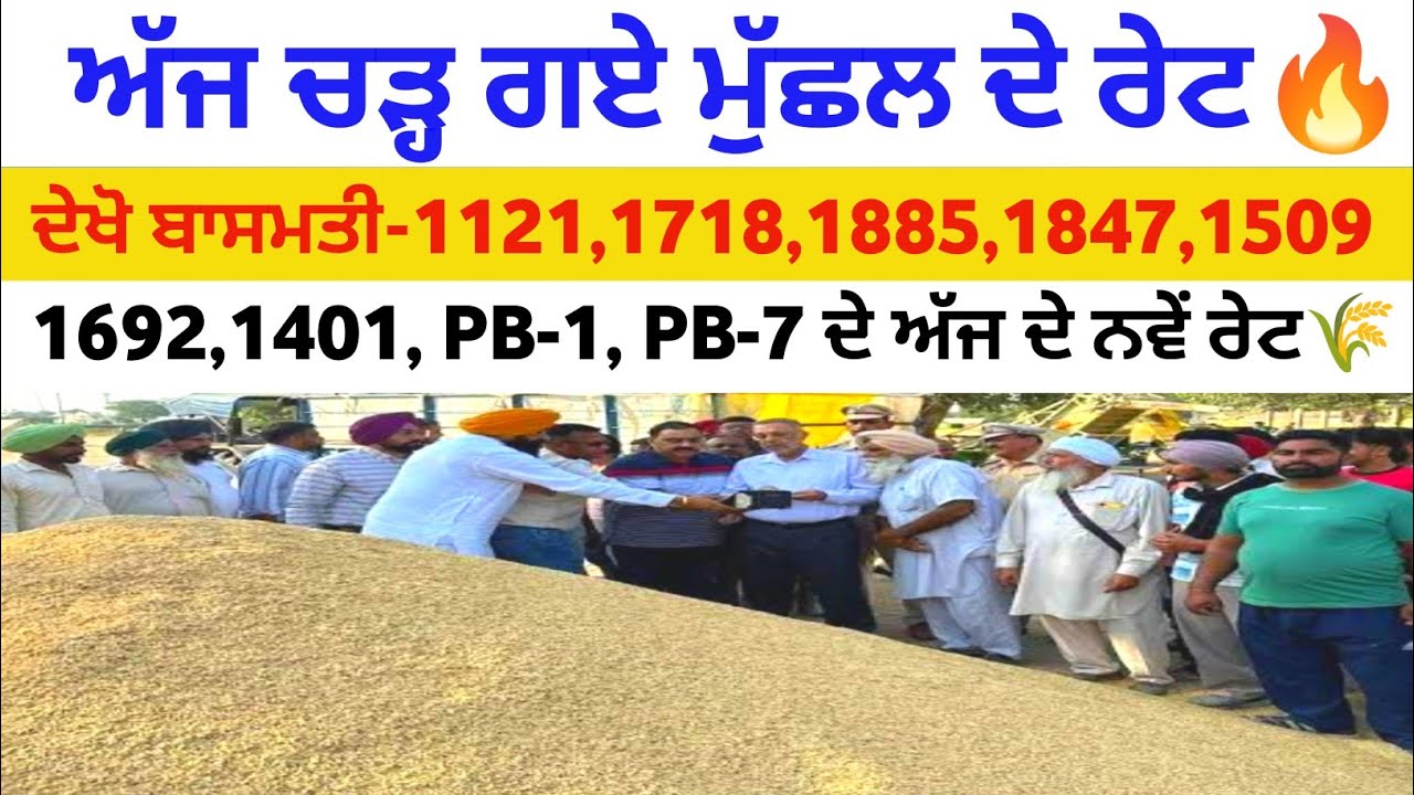 ਚੜ੍ਹ ਗਏ ਮੁੱਛਲ ਦੇ ਰੇਟ Basmati rate 1121 1718 1885 1847 1692 1509 1401 Pb-1 Pb-7 taaja mandi bhav tmb