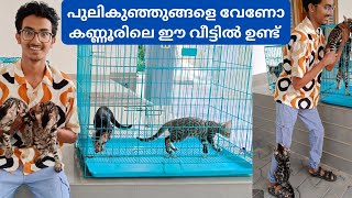 കണ്ണൂരിലെ വീട്ടിൽ ജനിച്ച പുലികുഞ്ഞുങ്ങൾ|Bengal cat Kerala