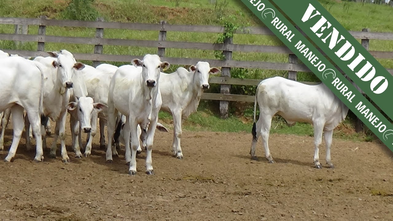 40 NOVILHA NELORE DE 20 MESES P/ CRIADOR ( VENDIDA ) YouTube 40 NOVILHA NELORE DE 20 MESES P/ CRIADOR ( VENDIDA ) YouTube