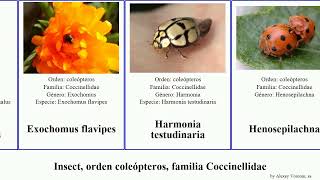 Insect, Orden Coleópteros, Familia Coccinellidae Henosepilachna Borealis Cacti Munda Maculata