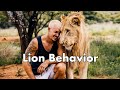 Lion Behavior- Dean Schneider