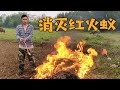 可恶的昆虫杀手“红火蚁”，小何往蚁窝倒汽油，大火瞬间爆燃【桥头小何】