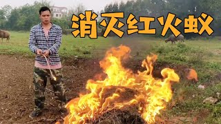 The hateful insect killer 'Red Fire Ant', Xiao He pours gasoline into the ant nest