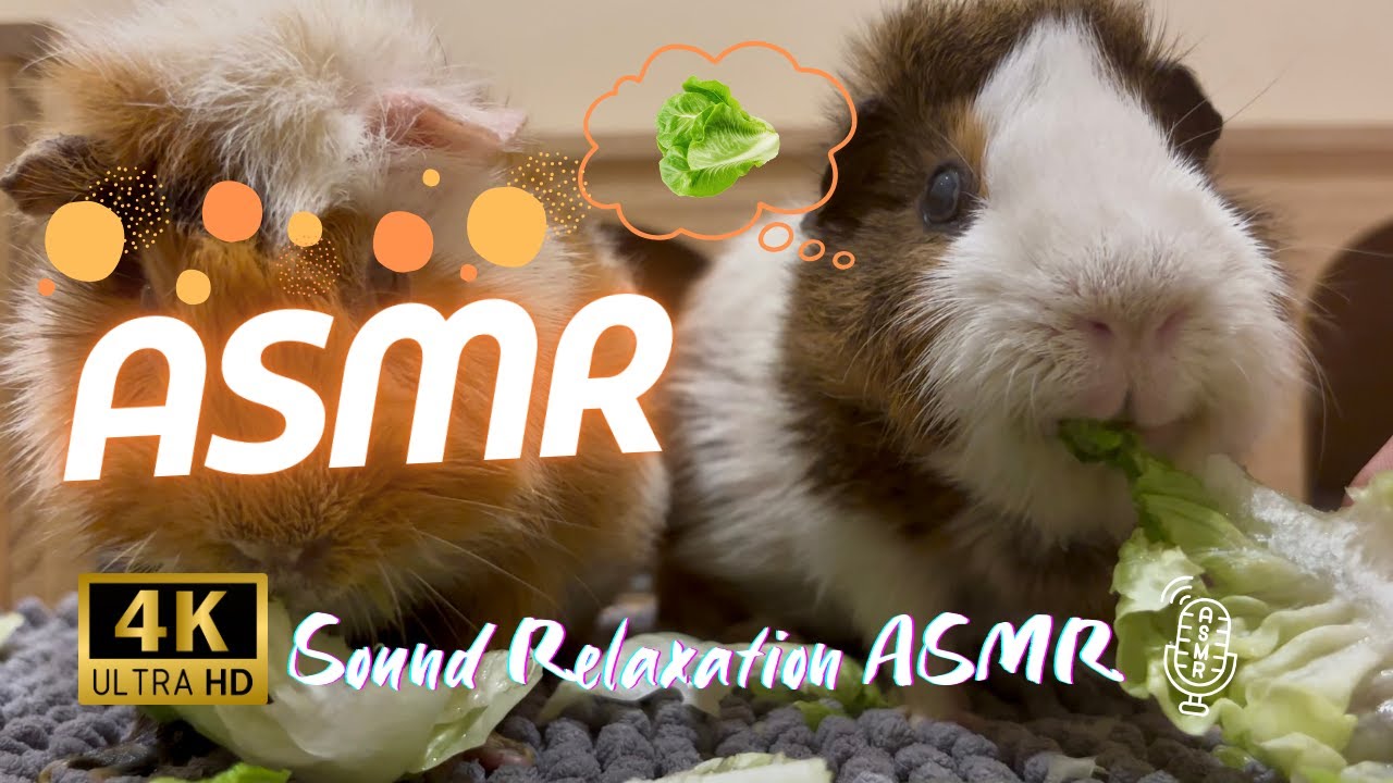 Hand Feeding Lettuce to Guinea Pig 🥬 | Gentle Eating ASMR in 4K