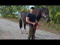 Коні на випасу  🐎 Коні в Чехії 🇨🇿 💯💣