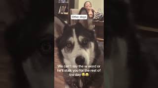 Dachshunds do things a little differently 🥹🥹🥹 #walkies #dachshund #viral #reaction #sausagedog