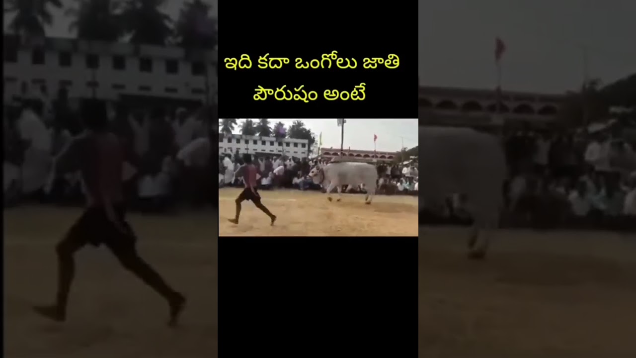 Boulder Bull 🐂 in Action in Andhra Pradesh