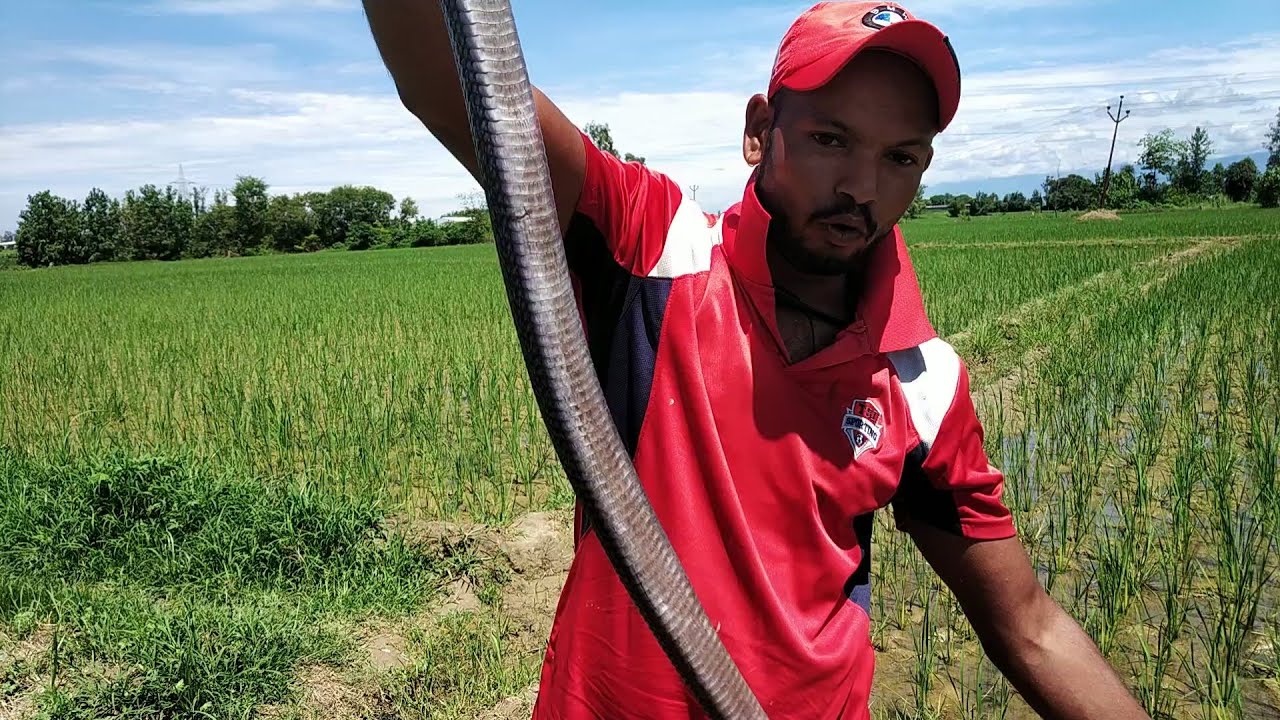 camera iphone 8 plus apk #2-Dangerous black cobra rescue chitranjanpur | By Ram Biswas