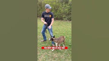 Leash Pressure is OK For Reactive Dogs!!! #reactivedog #dogtraining #dogtrainer