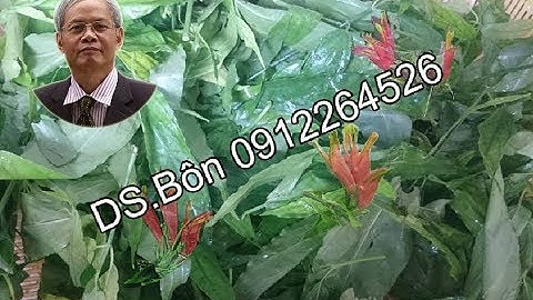 Cây Bìm Bịp giúp chữa bệnh ung thư như thế nào?