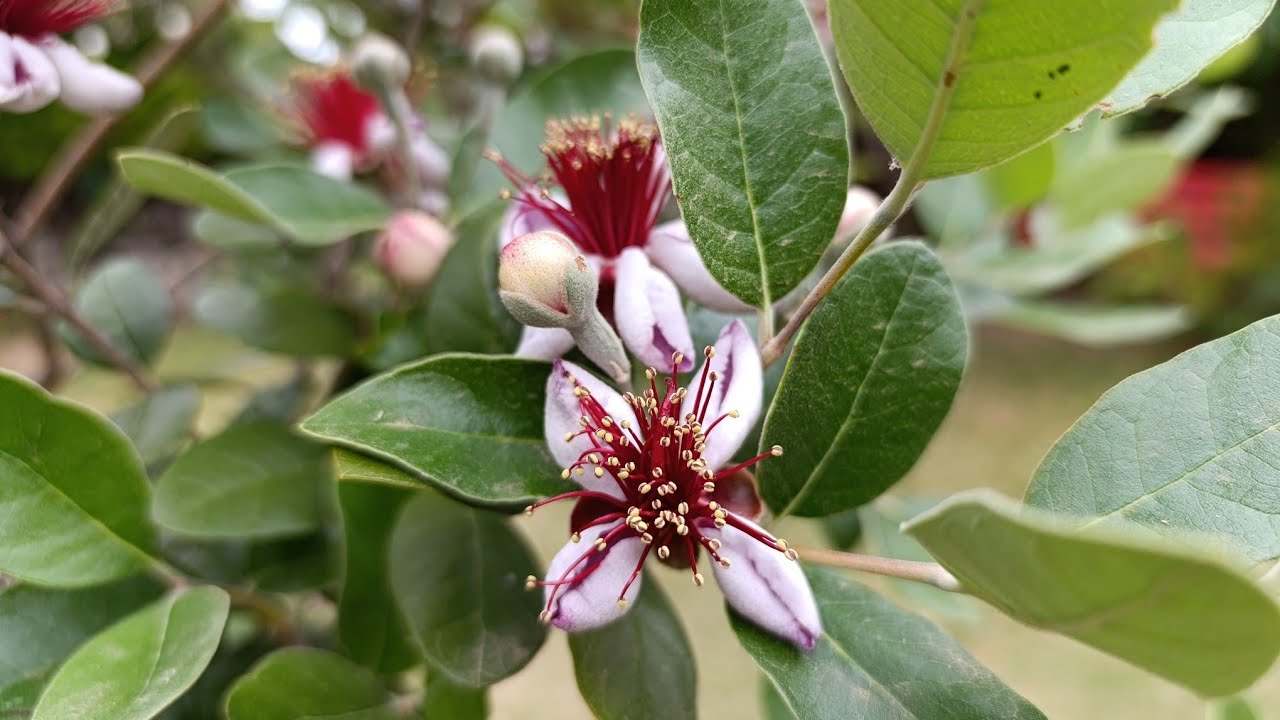 Harika çiçek açan meyve ağacı,Kaymak ağacı,Feijoa bitkisi,Yaprak dökmeyen ağaçlar,