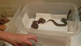 Ball Python Clutch #2 of 2018 out of egg update Net Worth