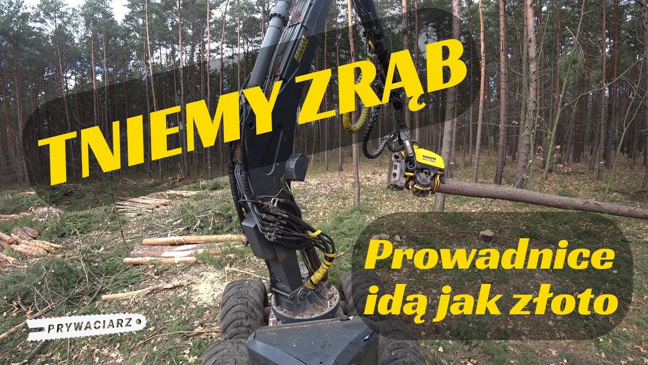 Puls Zycia Klasa 7 Układ Krwionośny Sprawdzian 🌲 Od Zera do Mastera - operator harwestera 12🌲Tniemy zrąb🌲Harwester🌲
